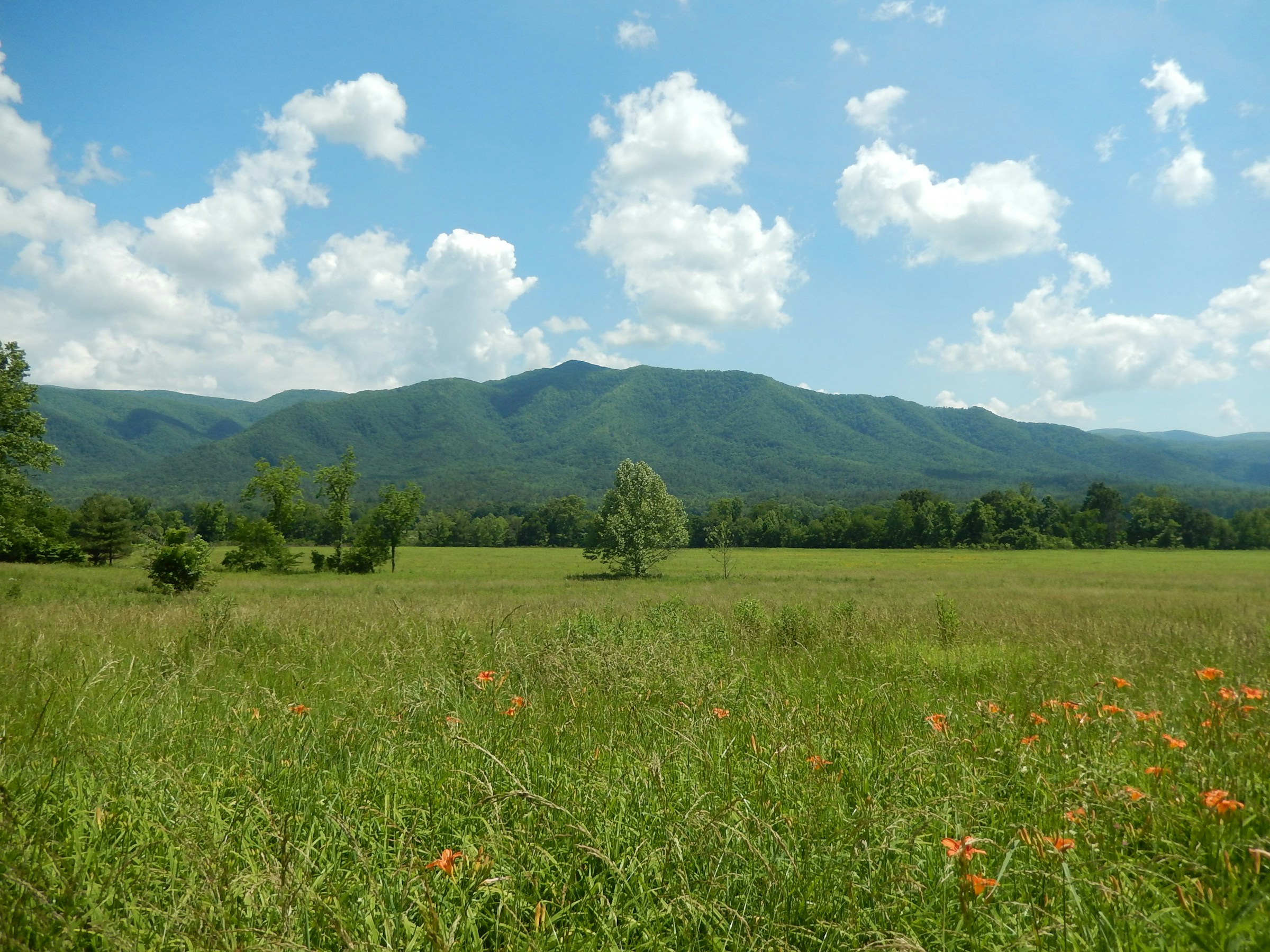 Weite Wiese mit hohem Gras und vereinzelten orangen Blumen im Vordergrund. Im Hintergrund erheben sich bewaldete Berge unter einem teilweise bewölkten blauen Himmel.